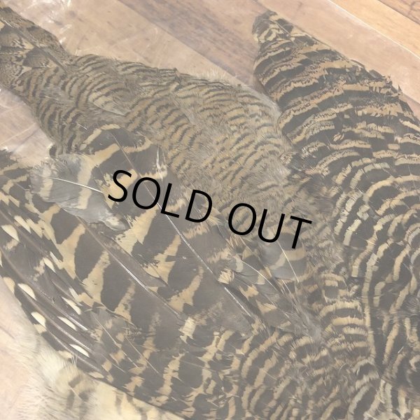 画像3: 【ANGLE】 HEN AMHERST PHEASANT COMPLETE (3)