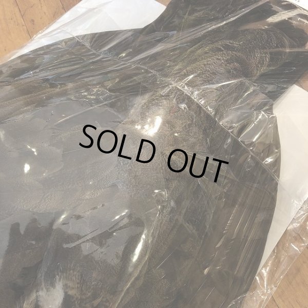 画像4: 【CANAL】 PEACOCK IMMATURE コンプリート(1) (4)