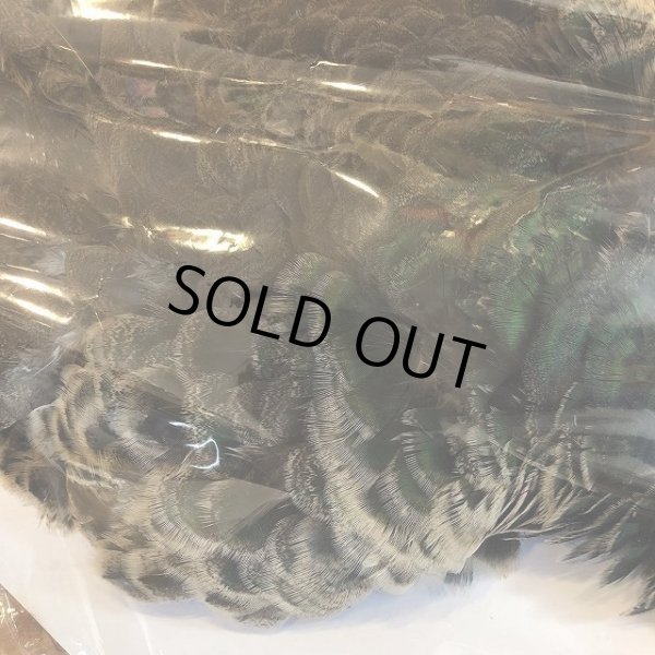 画像3: 【CANAL】 PEACOCK IMMATURE コンプリート(1) (3)