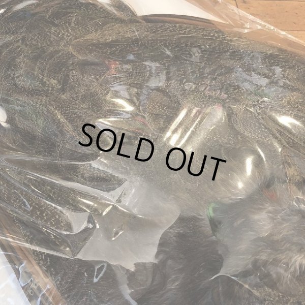 画像4: 【CANAL】 PEACOCK IMMATURE コンプリート(2) (4)