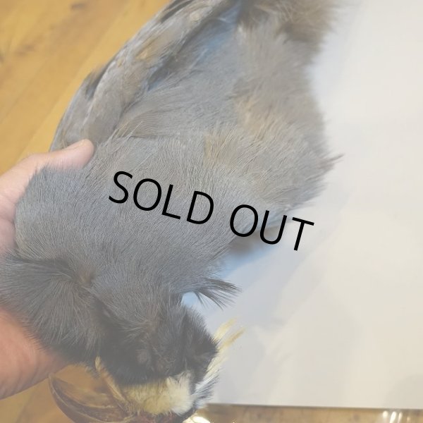 画像3: ブルーイヤーフェザント　コンプリート　NO2 (3)