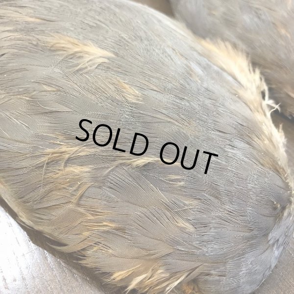 画像2: 【ANGLE】 BLUE EARED PHEASANT WING (2)