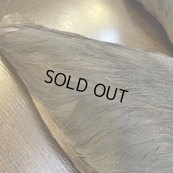 画像3: 【ANGLE】 BLUE EARED PHEASANT WING (3)