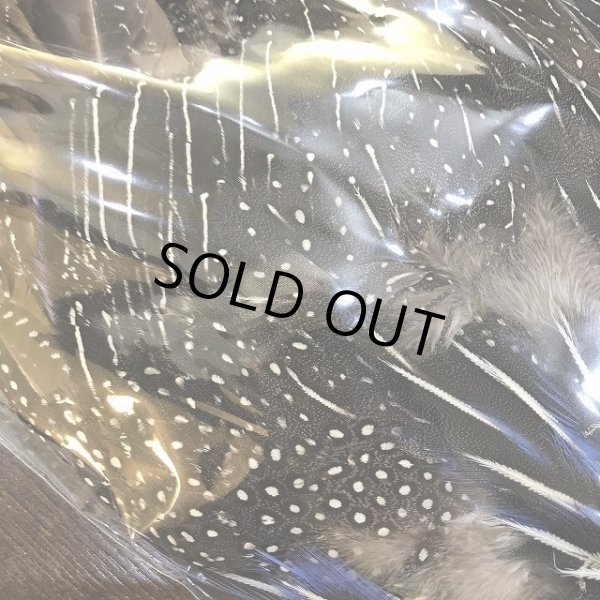 画像4: Vulturine Gallena Complete (4)