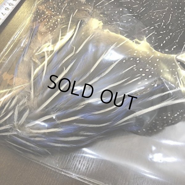 画像2: Vulturine Gallena Complete (2)