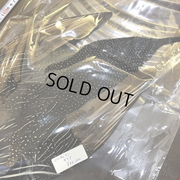 画像5: Vulturine Gallena Complete (5)