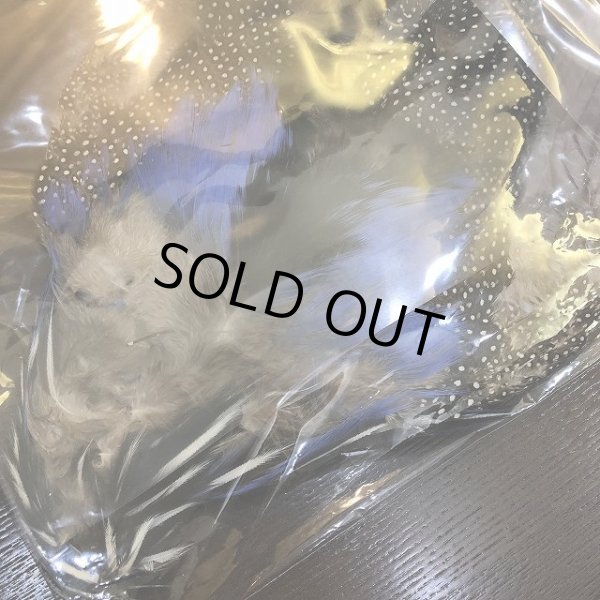 画像3: Vulturine Gallena Complete (3)