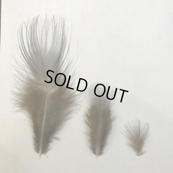 画像2: 【ANGLE】 BLUE EARED PHEASANT　BODY FEATHER (2)