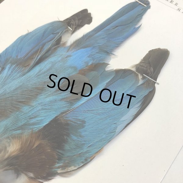 画像3: 【CANAL】 King fisher SA(コンプリート) (3)