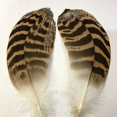 画像2: 【CANAL】 Florican Bustard Lサイズ(フロリカンバスタード)