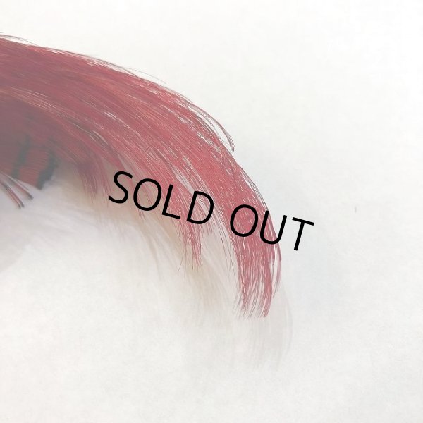 画像2: 【CANAL】 Golden Pheasant Crest Red (2)