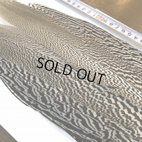 画像4: 【CANAL】 Speckled Pheasant コンプリートテール L (No.4) (4)