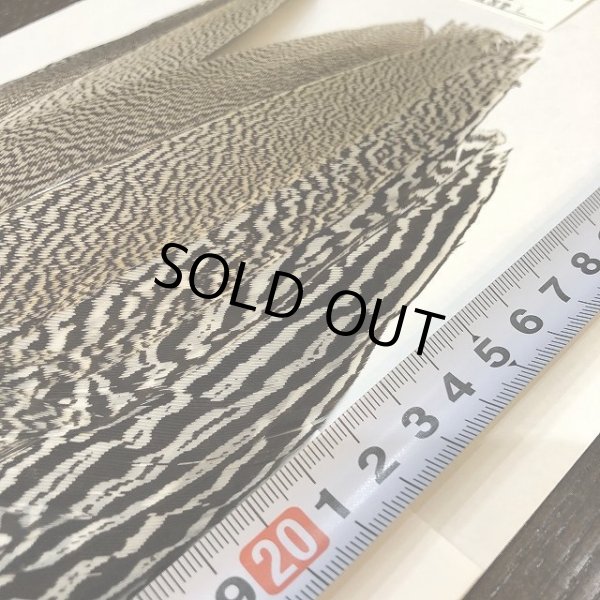 画像3: 【CANAL】 Speckled Pheasant コンプリートテール L (No.4) (3)