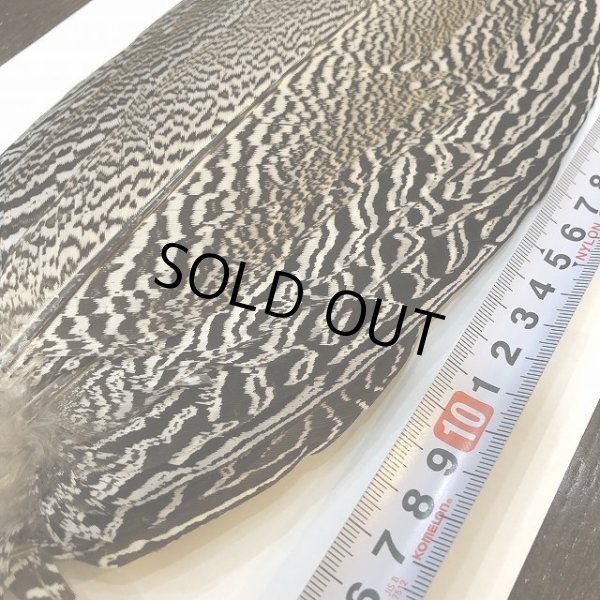 画像2: 【CANAL】 Speckled Pheasant コンプリートテール L (No.4) (2)