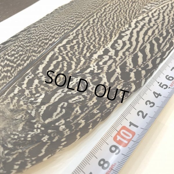 画像2: 【CANAL】 Speckled Pheasant コンプリートテール L (No.3) (2)