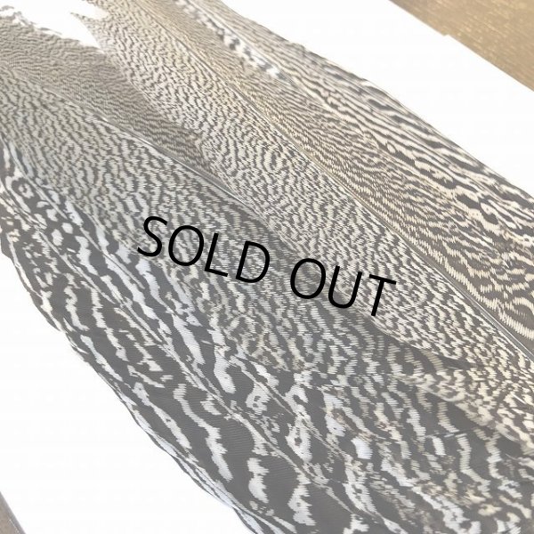 画像4: 【CANAL】 Speckled Pheasant コンプリートテール L (No.3) (4)