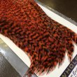 画像4: 【WHITING】AMERICAN ROOSTER CAPE - Grizzly Orange (4)