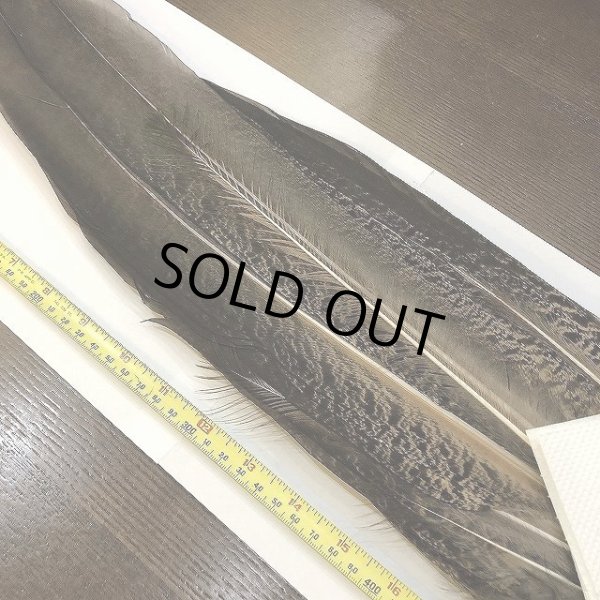 画像2: 【CANAL】PEACOCK TAIL (2)