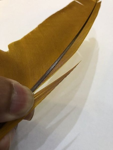 画像3: 【CANAL】 PEACOCK BIOT (3)