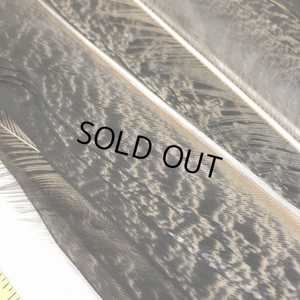 画像3: 【CANAL】PEACOCK TAIL (3)