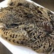 画像3: 【CANAL】 HEN PHEASANT BODYSKIN (3)