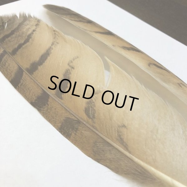 画像2: 【CANAL】 EAGLE OWL Primary S (2)