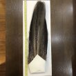 画像1: 【CANAL】PEACOCK TAIL (1)