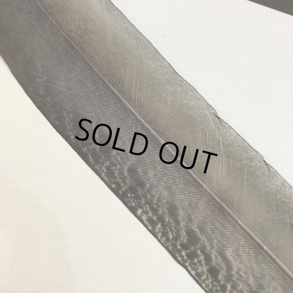 画像4: 【CANAL】PEACOCK TAIL (4)