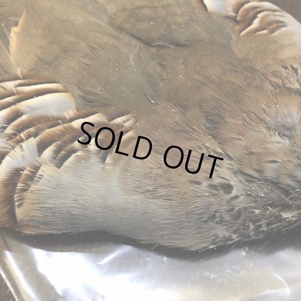 画像4: フレンチパートリッジ コンプリート (4)