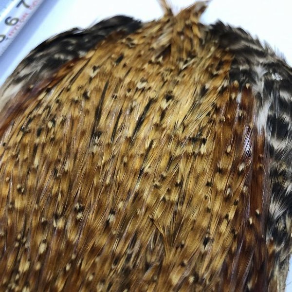 画像7: 【ANGLE】インドコックハックルケープ(レッドバリアント) (7)