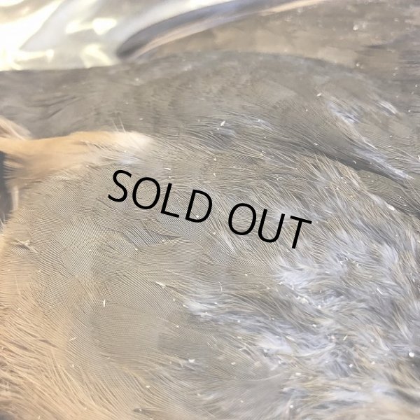 画像5: フレンチパートリッジ コンプリート (5)