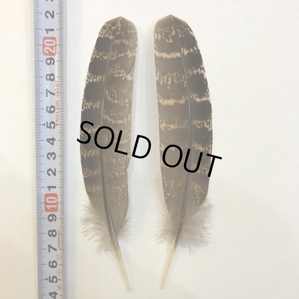 画像1: 【ANGLE】 RED PHEASANT QUILL (1)