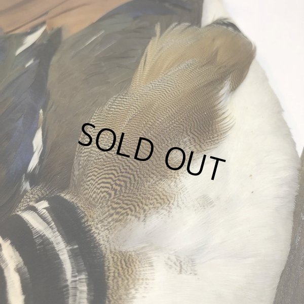 画像3: Mandarin duck コンプリート (3)