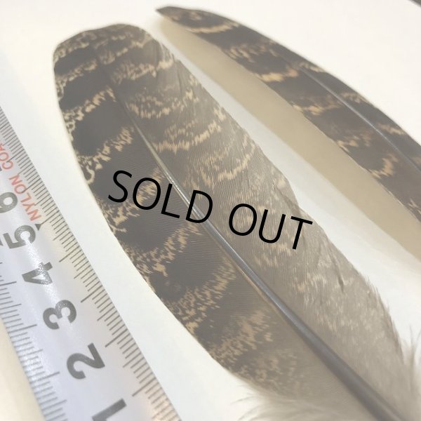 画像2: 【ANGLE】 RED PHEASANT QUILL (2)