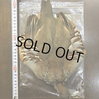 フレンチパートリッジ コンプリート