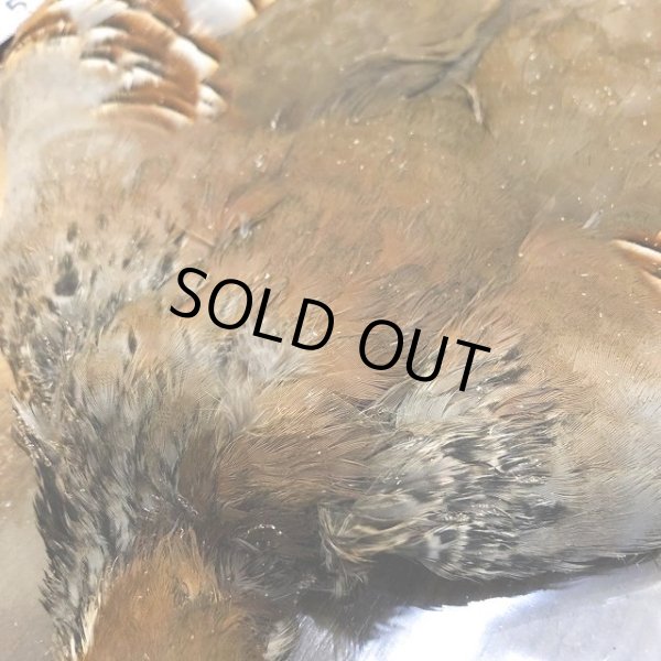 画像2: フレンチパートリッジ コンプリート (2)