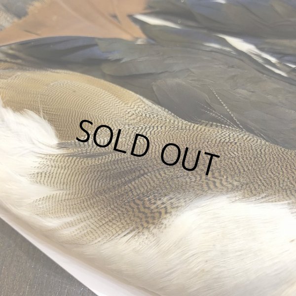 画像4: Mandarin duck コンプリート (4)