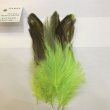 画像2: 【CANAL】 EAGLE HACKLE (2)