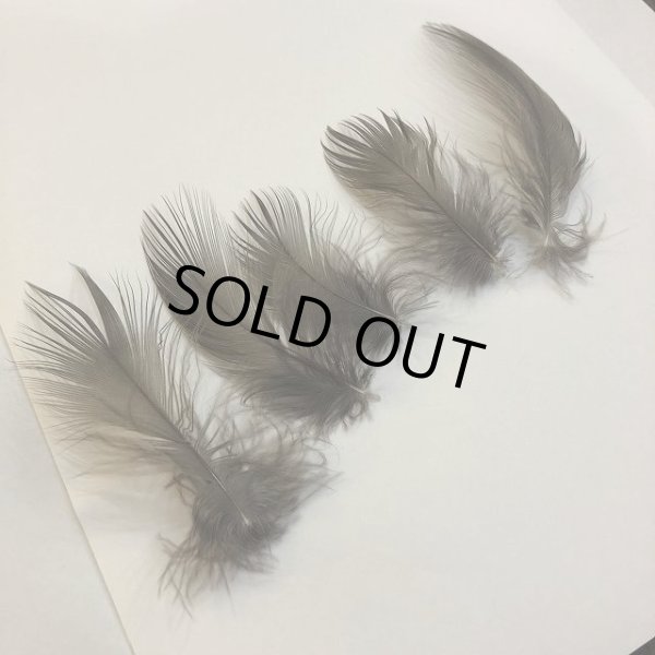 画像2: 【ANGLE】 Black Heron Sサイズ (2)