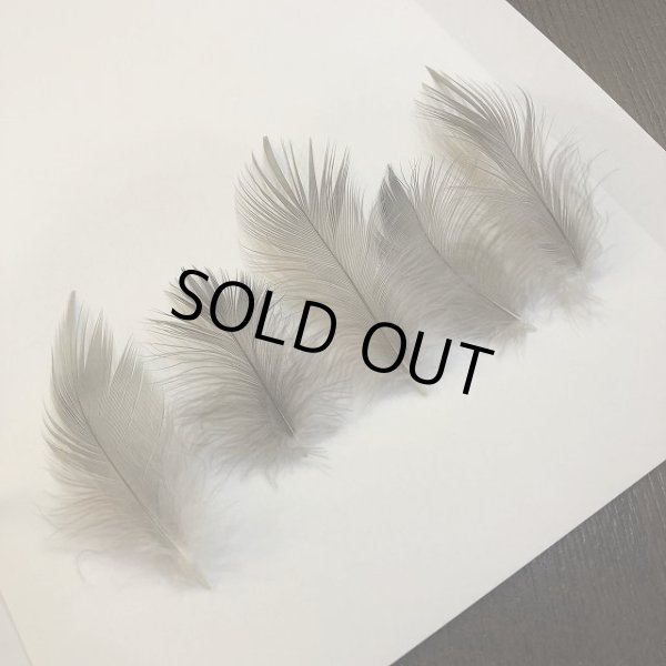 画像2: 【ANGLE】 Grey Heron Sサイズ (2)