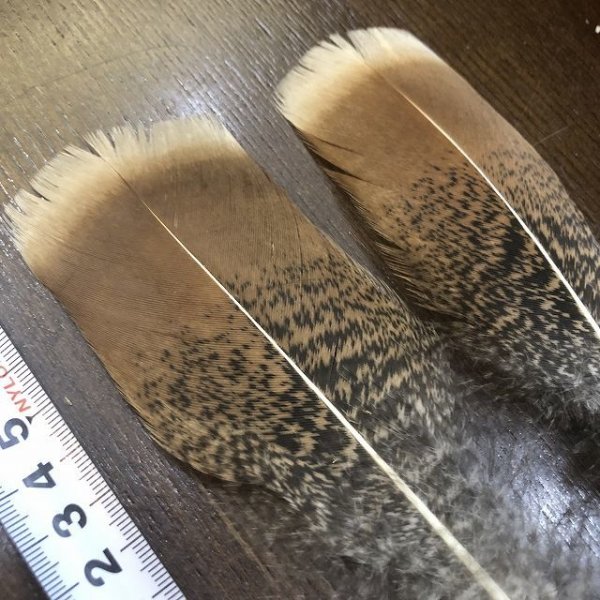 画像3: TURKEY TAIL SMALL No.1(ターキーテイル) (3)