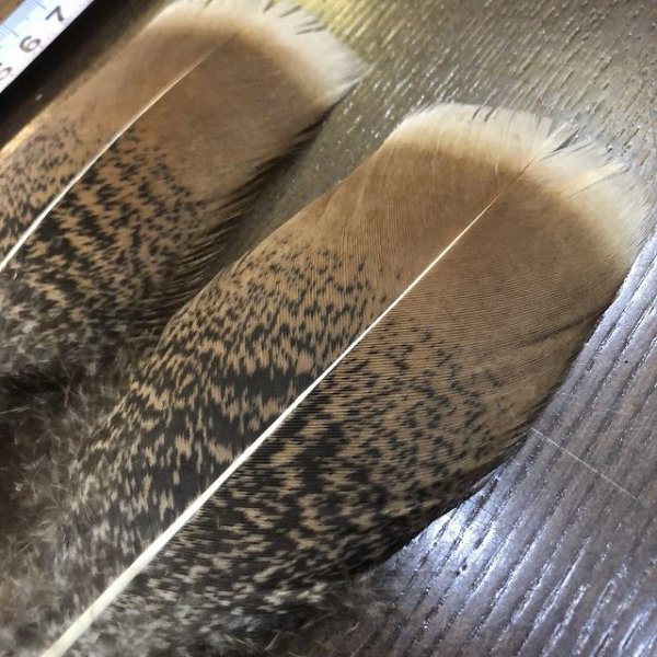 画像2: TURKEY TAIL SMALL No.1(ターキーテイル) (2)