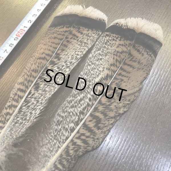 画像2: MOTTLED TURKEY TAIL Aグレード No.2(ターキーテイル) (2)