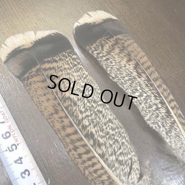 画像3: TURKEY TAIL SMALL No.2(ターキーテイル) (3)