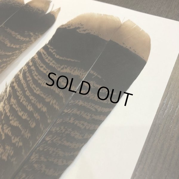 画像2: 【CANAL】 TURKEY QUILL No.4 (2)