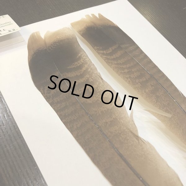 画像3: 【CANAL】 TURKEY TAIL No.2 (3)