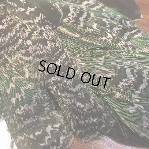 画像8: 【CANAL】 PEACOCK YOUNG COMPLETE (8)