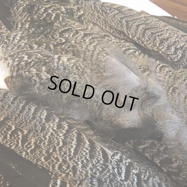 画像6: 【CANAL】 PEACOCK YOUNG COMPLETE (6)