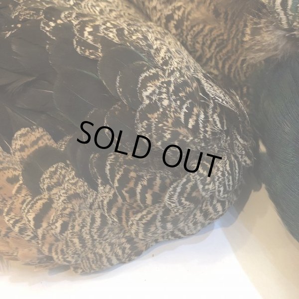 画像9: 【CANAL】 PEACOCK YOUNG COMPLETE (9)