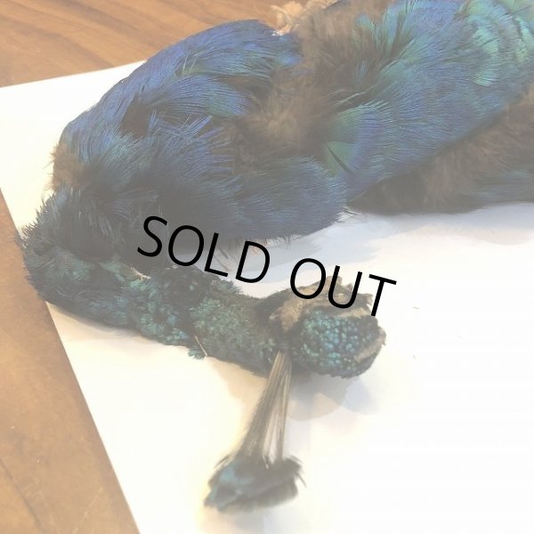 画像3: 【CANAL】 PEACOCK YOUNG COMPLETE (3)